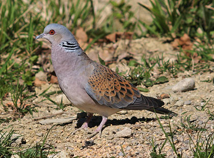 Streptopelia turtur